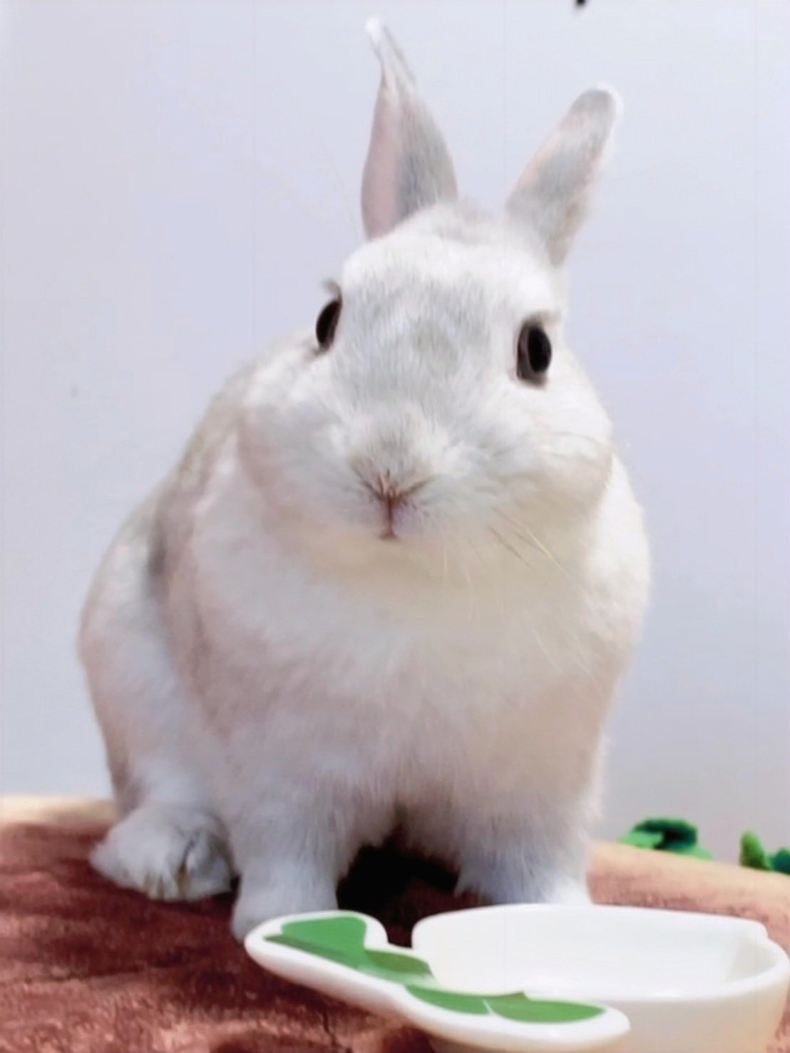 こうきまき（うさぎのもち🐰） on X: 