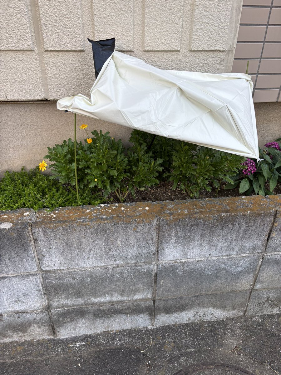 お花や野菜にも日傘を🌂