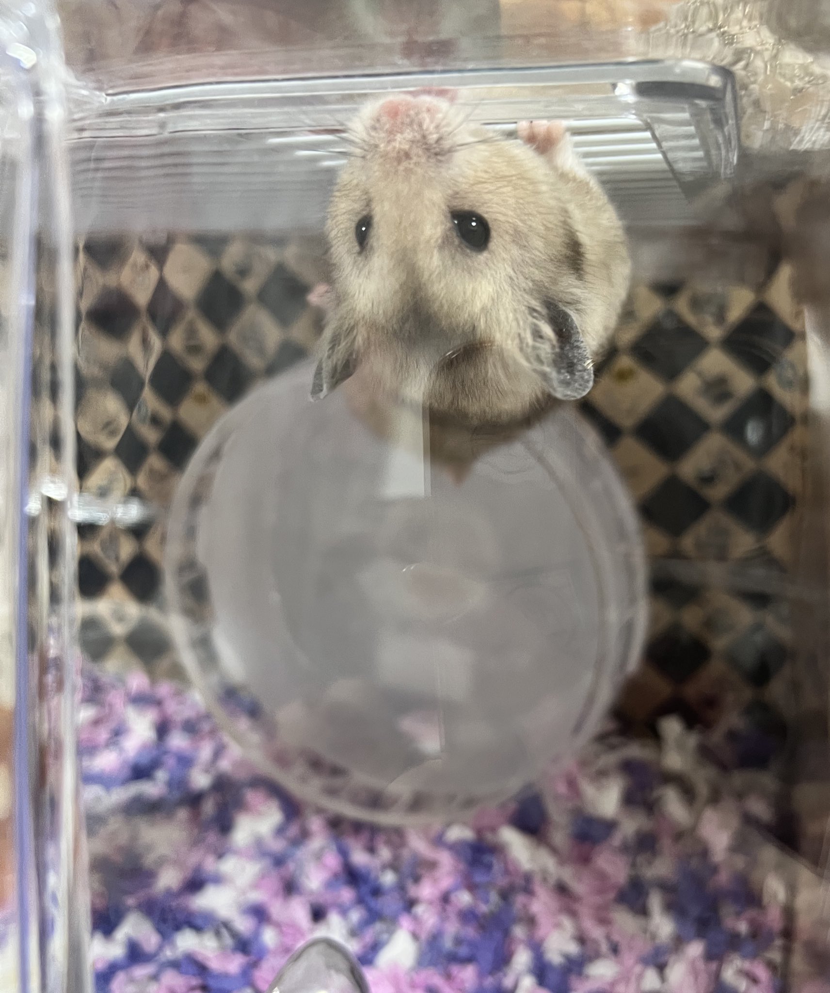 suisei@a.m factory🥔タロイモ🐹 on X: 