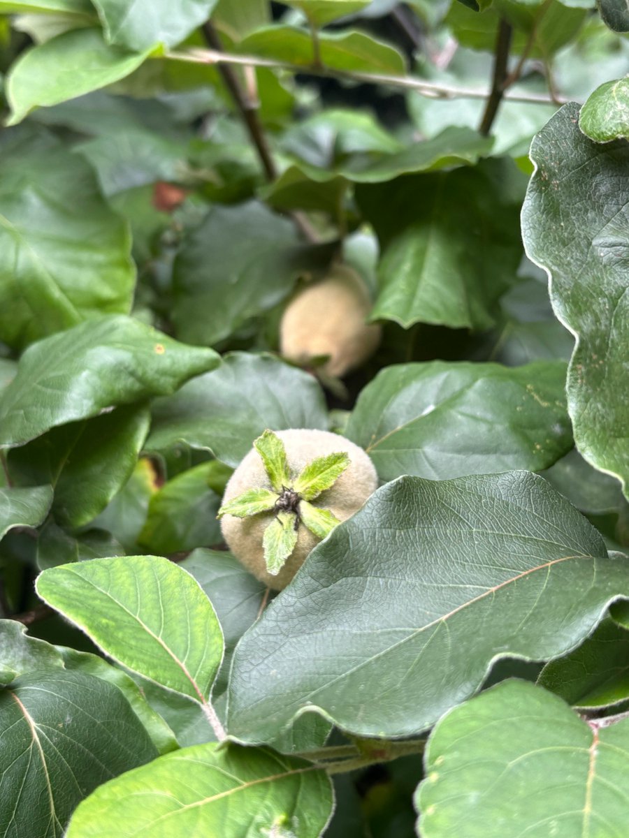 On the blog: the July #treefollowing update - the Quince Count Commences #gardeningblog #gardening #mygarden #gardeningX #gardeningtwitter #questforaquince 
#taplink blackberrygarden.co.uk/2025/07/tree-f…