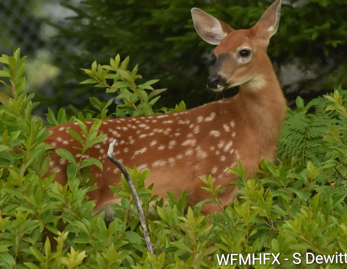 HfxMda's tweet image. Todays weather for the Halifax area
Mostly sunny today and breezy with a high of 26c (29c humidex)
Cloudy this evening with a low of 15c