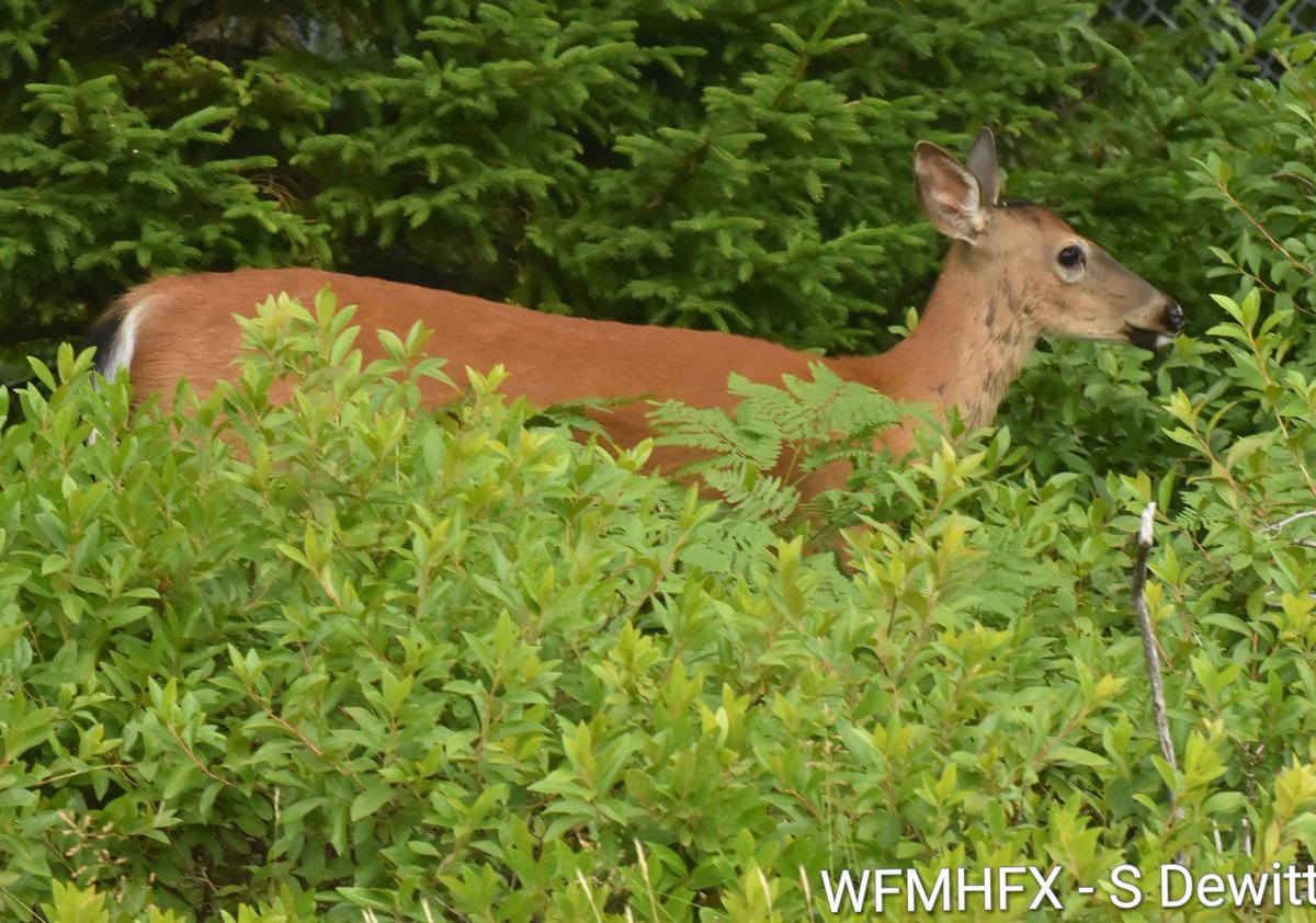 HfxMda's tweet image. Todays weather for the Halifax area
Mostly sunny today and breezy with a high of 26c (29c humidex)
Cloudy this evening with a low of 15c