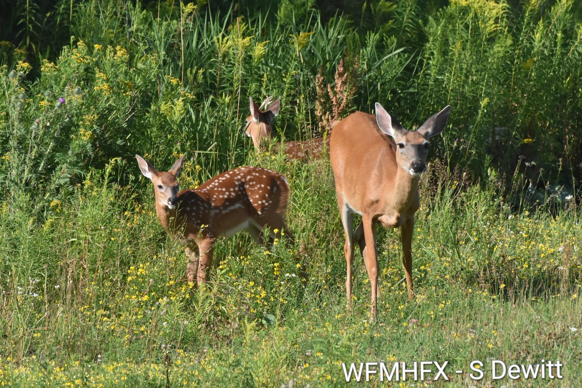 HfxMda's tweet image. Todays weather for the Halifax area
Mostly sunny today and breezy with a high of 26c (29c humidex)
Cloudy this evening with a low of 15c