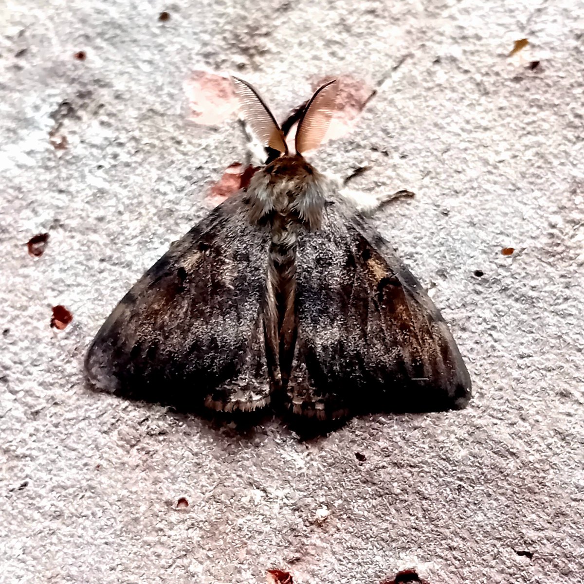 The 2nd area and vc15 example of Depressaria albipunctella from New Romney traps last night. Also Blair's Mocha &amp; Gypsy Moth....two formerly scarce migrants now breeding locally.