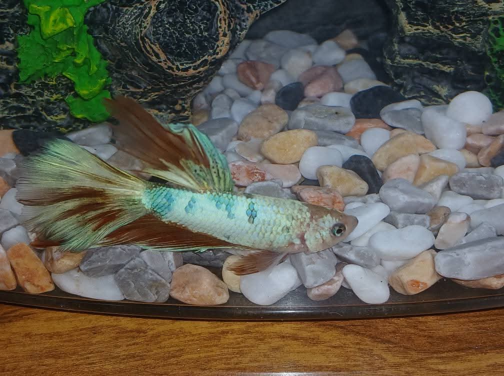 Stephen Brown tweet media