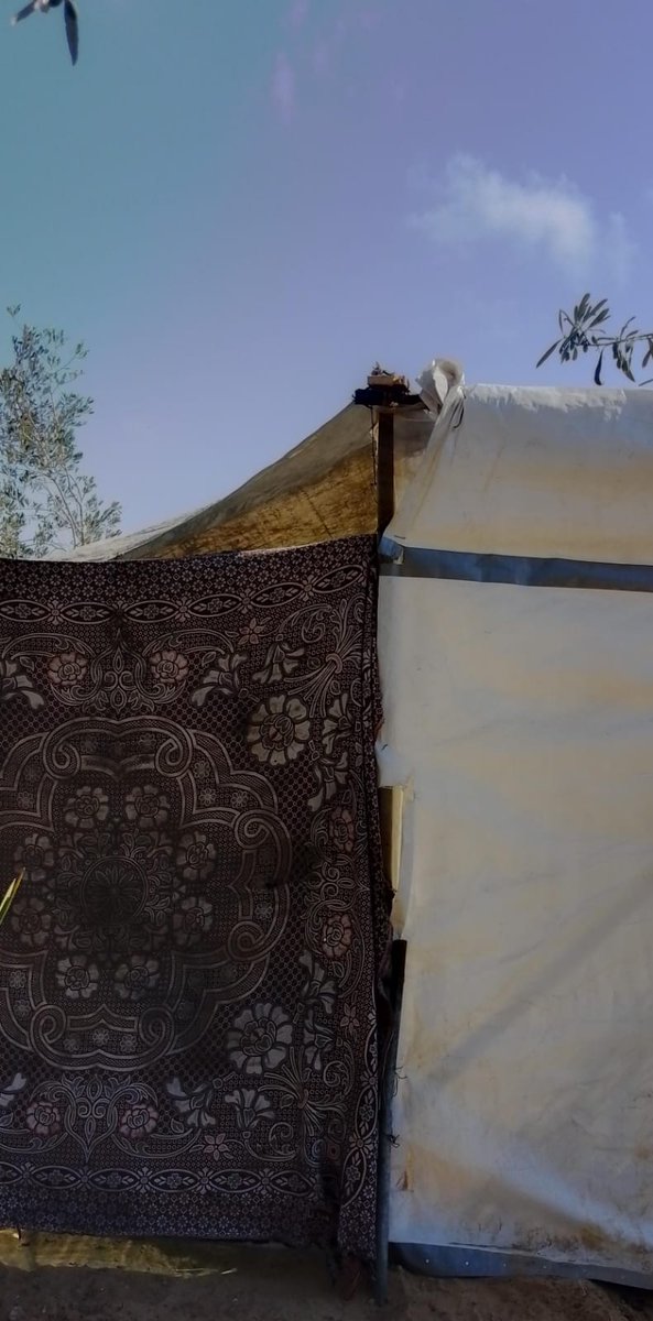 SohaGaza's tweet image. Please don't leave me to suffer alone.3 days without donations, no food, no drink except water and salt. 0 donations to collect the price of the tent. We are dying from the intense heat because we have no shelter except strips. Help me, you good people💔😭
chuffed.org/project/soha