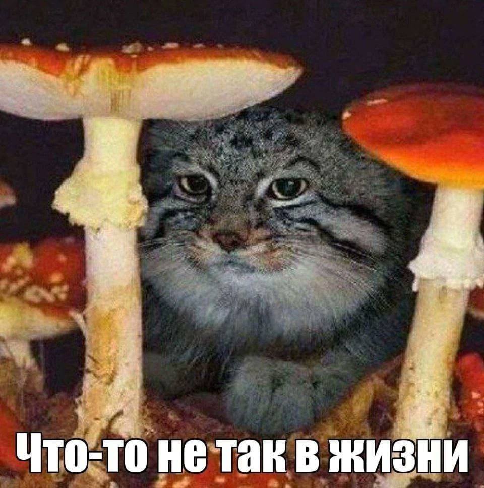 moonlightprism2's tweet image. На жука надо поохотится, на паука...