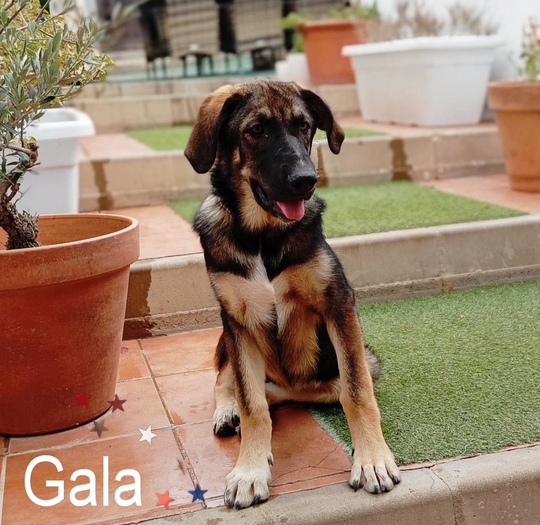 GALA EN ADOPCIÓN!!🎯❤️
Gala es una cachorra de 5 meses  su papá es pastor alemán , necesita un hogar, por ello os pedimos mucha difusión para lograr ese milagro y poder conseguir ese esperado momento. 
Gracias a todos!!
TF CONTACTO ☎️ 693219050/ 625673836 ( solo wuasap)
