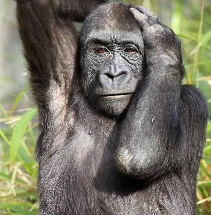 KgetlepeR's tweet image. Whenever this one summons me to his house,i know thupa tšaka dika meetseng
