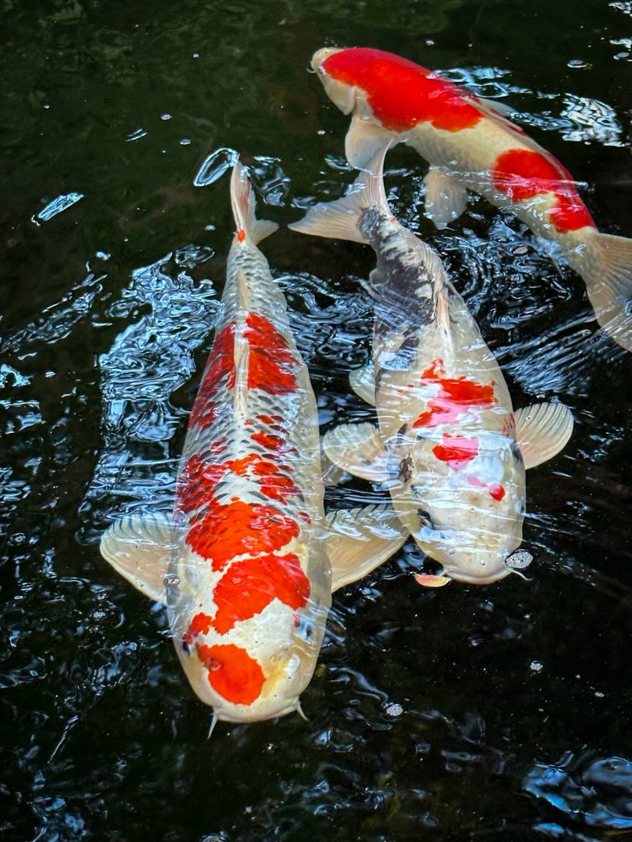 marka_game's tweet image. 伊勢へ行ってきました⛩️
暑かったー💦