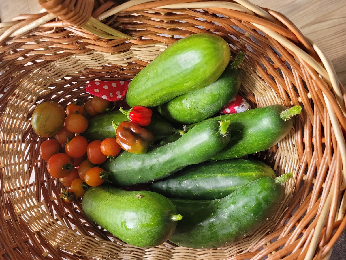 SkyDiaryScot's tweet image. I'd left the greenhouse for 2 days. This morning's haul... anyone for cucumber? π³
