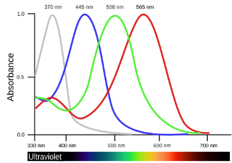 bryhoyt's tweet image. Many birds have four colour-sensing cone cell types in their eyes (unlike our three and most mammals&apos; two), giving them vision into the UV range, and (presumably) a much richer experience of colour. Birds that appear dull brown to us likely appear resplendent to other birds