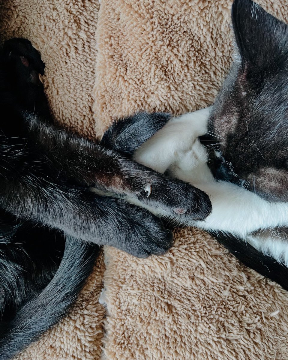 So it’s these two little darlings 10th BIRTHDAYS this THURSDAY 31st JULY - double digit duo!
Any idea of venue or theme for their joint birthday pawty?
<a href="/PickliciousF/">Pickle</a> is your catio free to pawty in?
Gonzo <a href="/GonzotheCat1/">Gonzo the Cat</a> could your Mummy make some of her purrfectly fab invites?🐈‍⬛😻