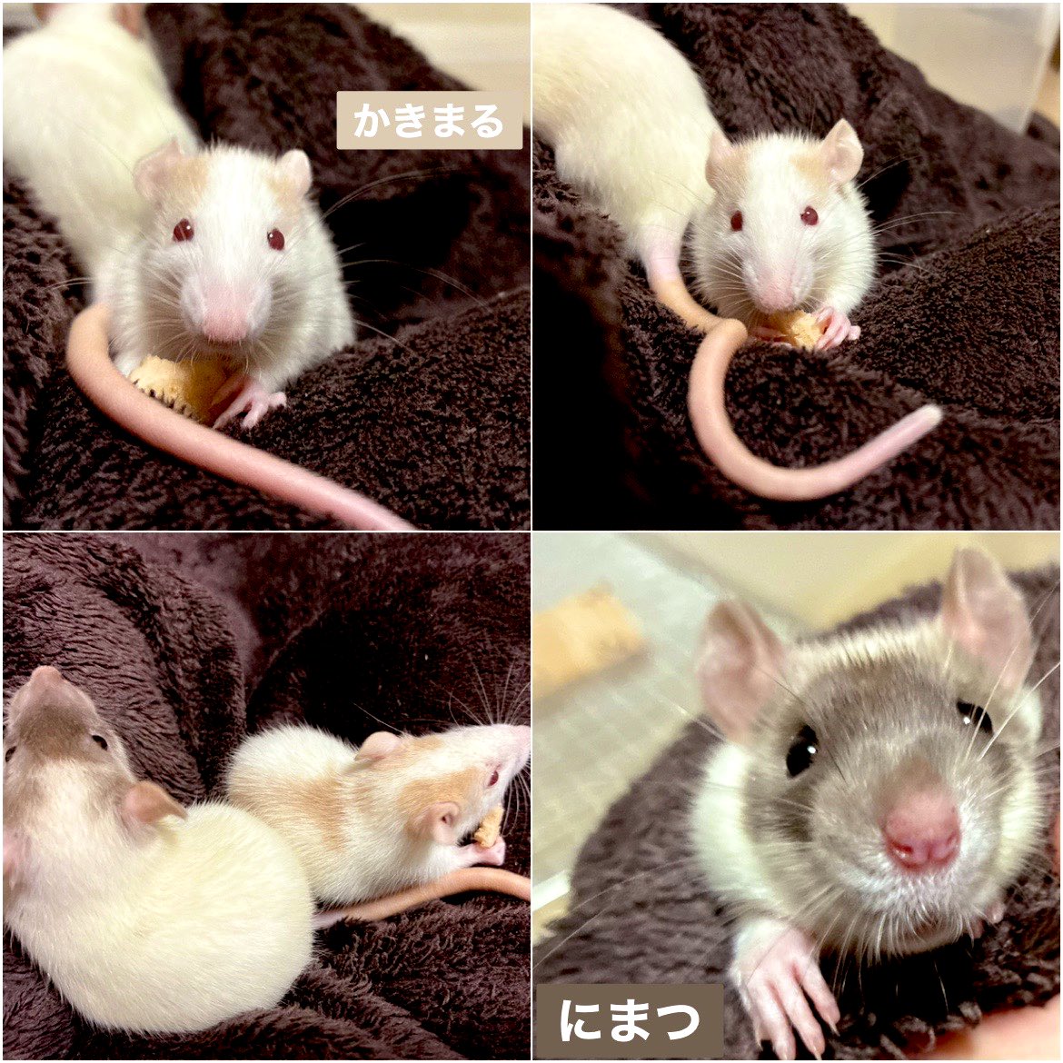 mb8lnmm's tweet image. すくすく成長中の柿丸（ｶｷﾏﾙ）
二松（ﾆﾏﾂ）

#ファンシーラット
#エキゾチックアニマル
#ねずみは家族
#小動物ペット