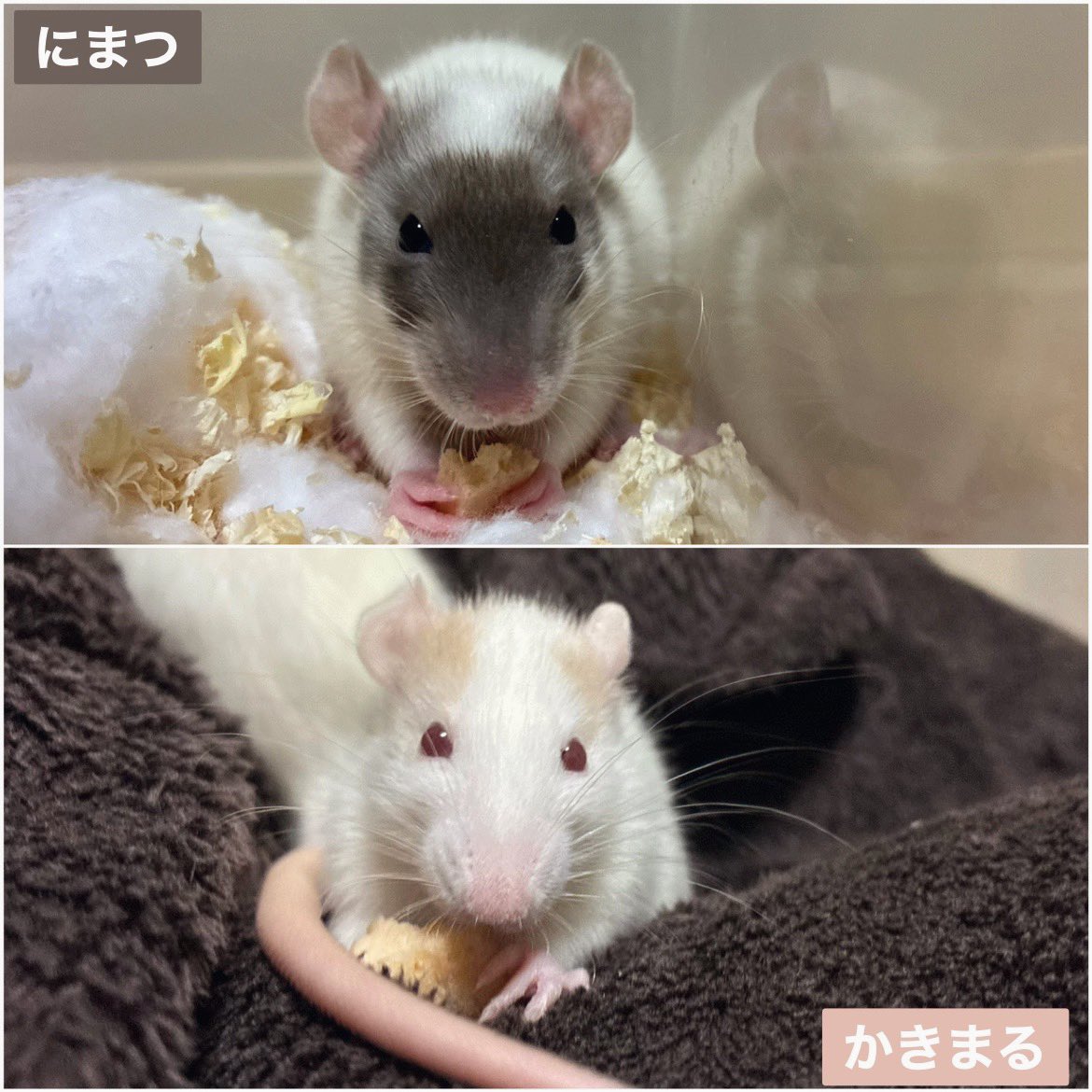 mb8lnmm's tweet image. すくすく成長中の柿丸（ｶｷﾏﾙ）
二松（ﾆﾏﾂ）

#ファンシーラット
#エキゾチックアニマル
#ねずみは家族
#小動物ペット