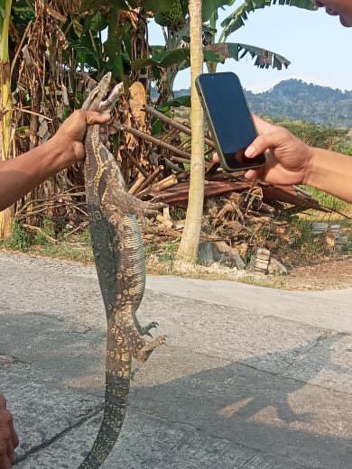 merapi_uncover's tweet image. Seekor biawak tiba-tiba masuk ke dalam dapur rumah warga. Kemunculan hewan reptil ini mengejutkan penghuni rumah karena ukurannya yang cukup besar dan pergerakannya yang cepat. Biawak tersebut diduga masuk dari celah di sekitar rumah saat mencari makanan. Warga kemudian berusaha…