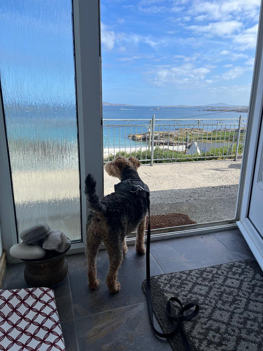 OnThe4and's tweet image. Nala is ready( In Glasgow) 

Our home in Donegal is Ready.

All Ireland 🇮🇪