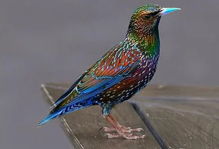 bryhoyt's tweet image. Many birds have four colour-sensing cone cell types in their eyes (unlike our three and most mammals&apos; two), giving them vision into the UV range, and (presumably) a much richer experience of colour. Birds that appear dull brown to us likely appear resplendent to other birds