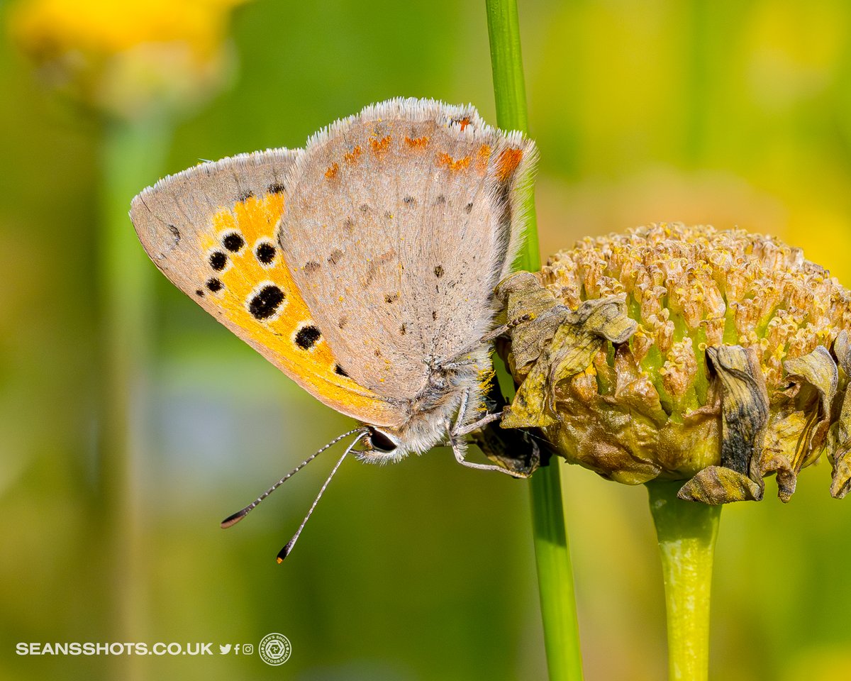 seansshots's tweet photo. A few shots from the wildflower patch at Pulrose.  It's great to see so many different insects, it was teeming with them #insects #insectphotography #macro #macrophotography #nikonz9 #nikonmacro https://t.co/5kh4KX0b15