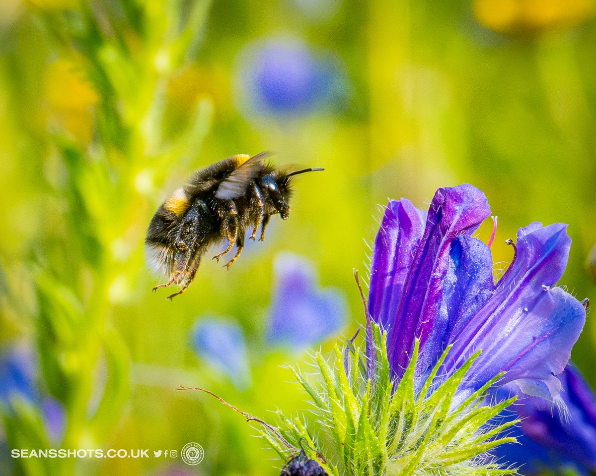 seansshots's tweet photo. A few shots from the wildflower patch at Pulrose.  It's great to see so many different insects, it was teeming with them #insects #insectphotography #macro #macrophotography #nikonz9 #nikonmacro https://t.co/5kh4KX0b15