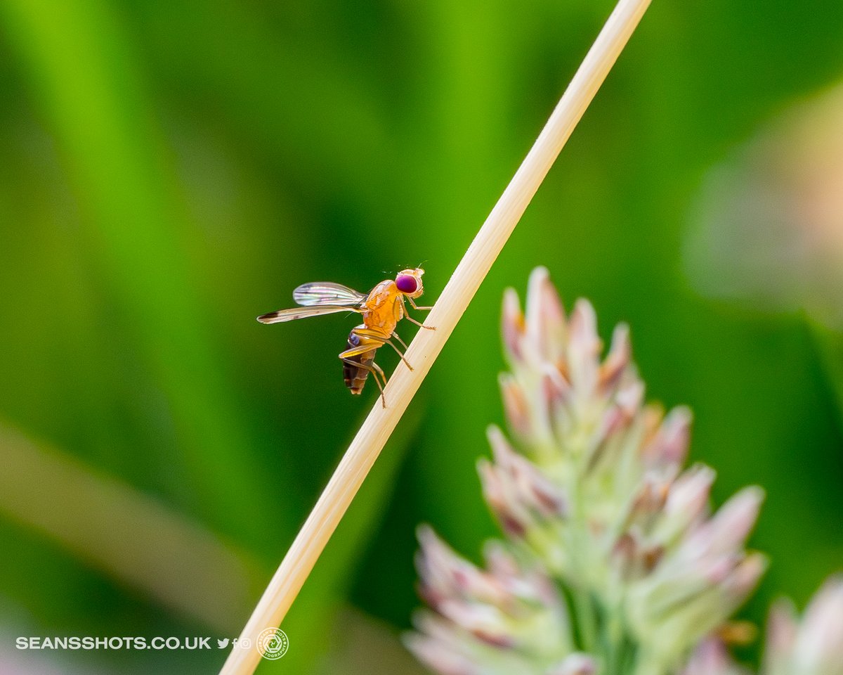seansshots's tweet photo. A few shots from the wildflower patch at Pulrose.  It's great to see so many different insects, it was teeming with them #insects #insectphotography #macro #macrophotography #nikonz9 #nikonmacro https://t.co/5kh4KX0b15