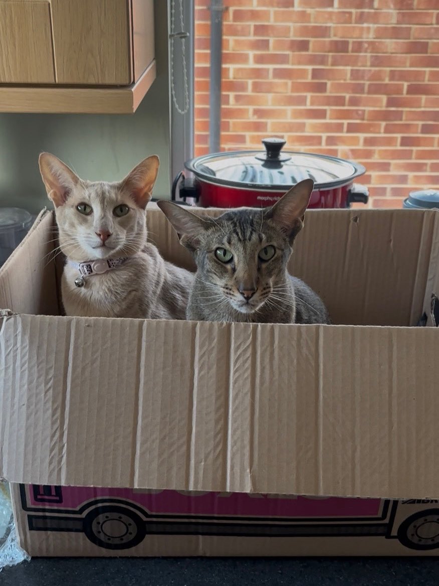 Taken just before we moved. They were packed and ready to move 😍 it might also be a pure love of boxes for them. #ahsokatheorientalshorthair #butterstheorientalshorthair #ahsokaandbutters #catsandboxes #movingday