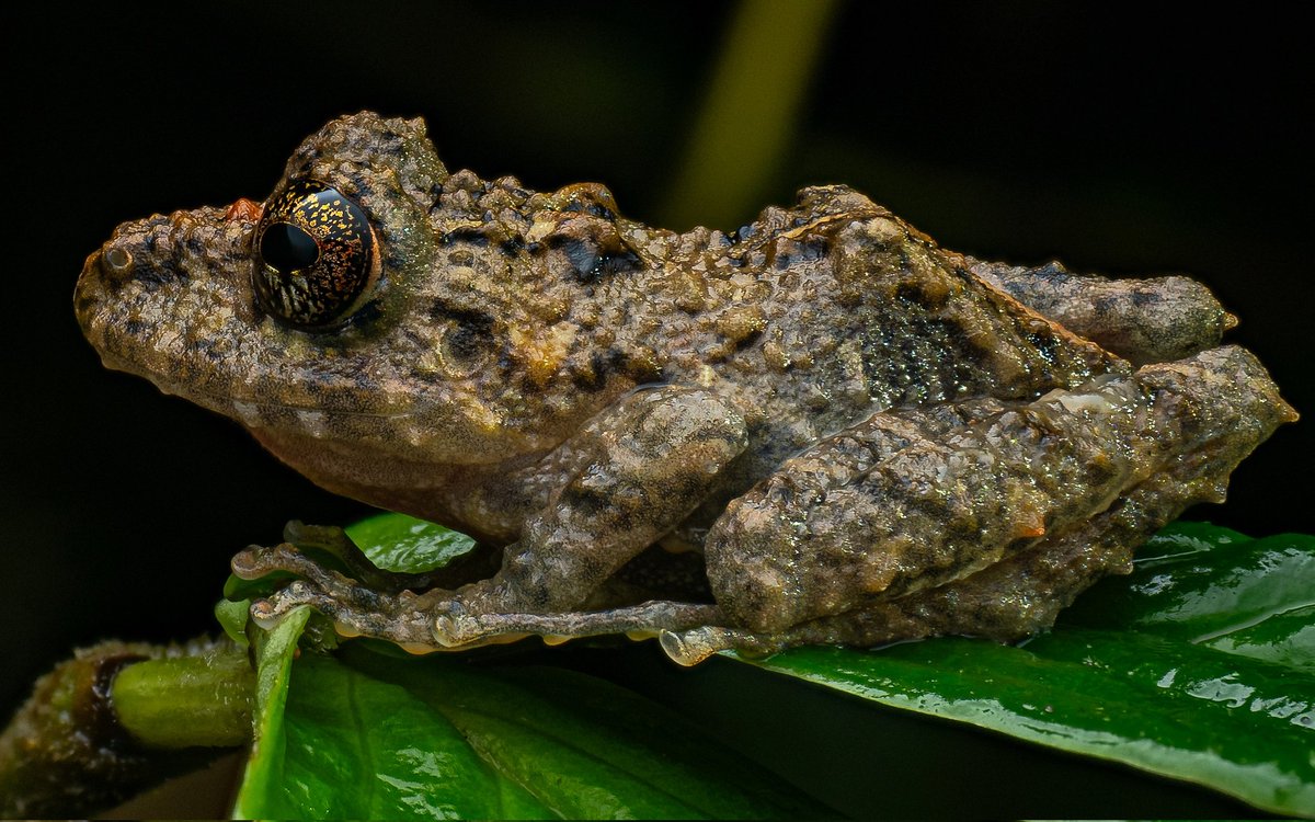 davidha60766557's tweet photo. Pristimantis crenunguis, juvenile , stacked image of 10 shots on the omsystem.cameras 12-45mm F4 paired with diffusion by #cygnustechdiffuser Processed in helicon Taken on OM1 MK2
#frog #frogs #herp #Herpetology #herps https://t.co/tZ1CqQONED