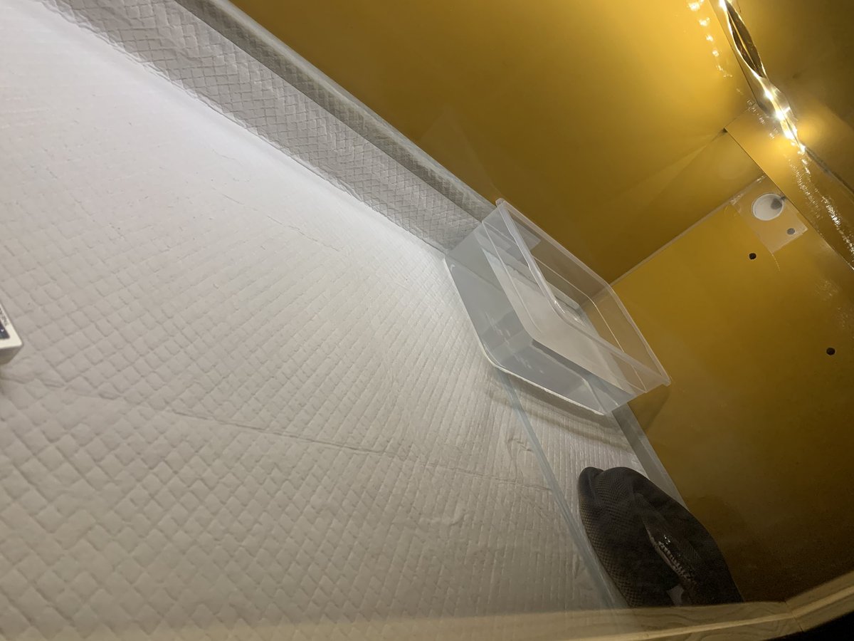 墨ちゃんに新ケージ来た！

ちょっとデカすぎたかなꉂ🤣w𐤔
まあ これでしばらくは大丈夫でしょ
うちのヘビさん みんな小さめだから 墨ちゃんはどれくらいの大きさになるのかな❤︎
3mになってほしいな✨️

<a href="/hokakenoken/">yuma爬虫類ケージ工房</a> 

#アルバーティスパイソン
#キミカブラック
#シロクチニシキヘビ