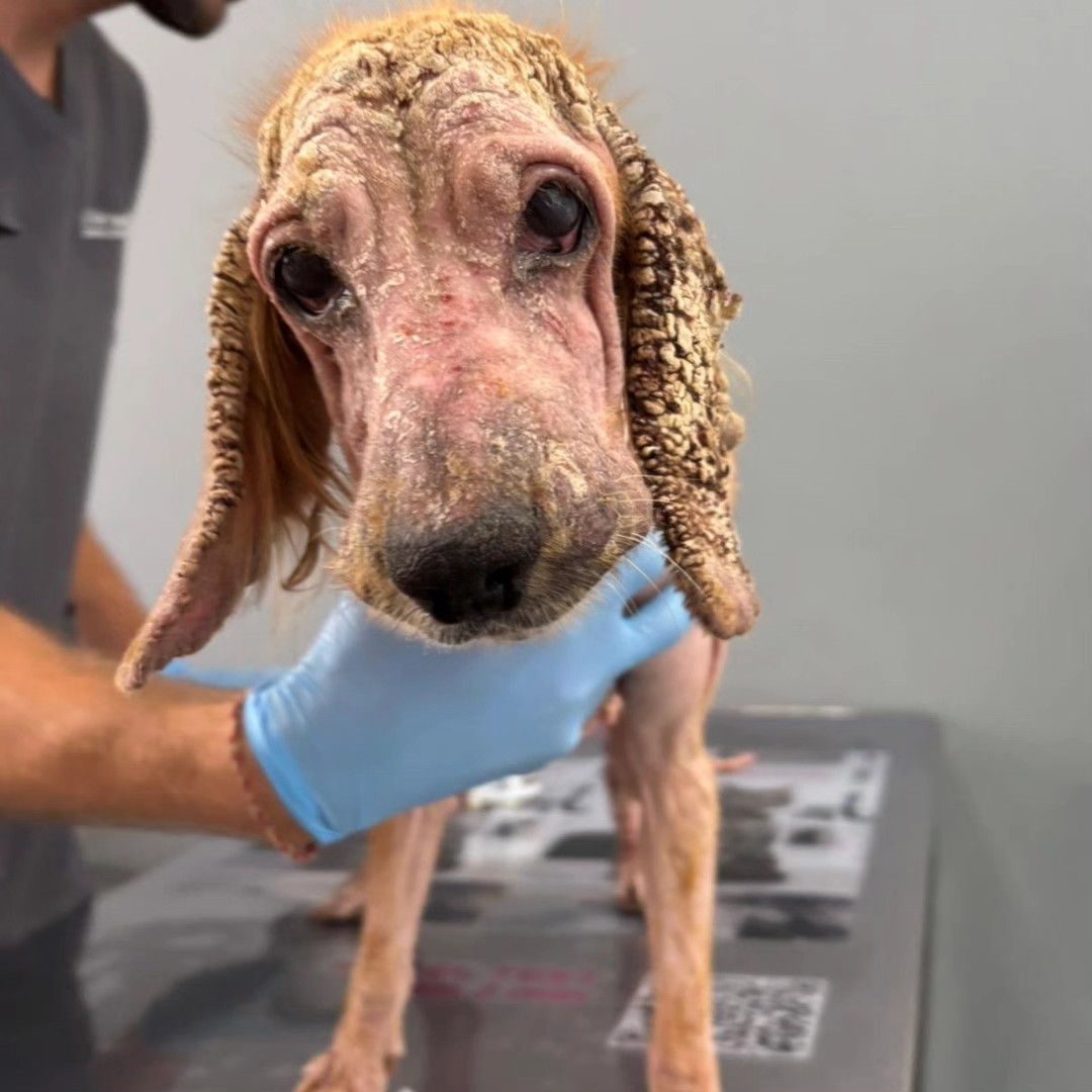 #Huesca
Esta perrita, (que aunque no lo parezca es una cocker adulta), estaba en una vivienda de la localidad de Binéfar. ― Este caso ya está en manos del Juzgado, por lo que no se van a dar más datos ―

La pequeña ya está manos de los compañer@s de la protectora ❝𝐀𝐋𝐃𝐀 :