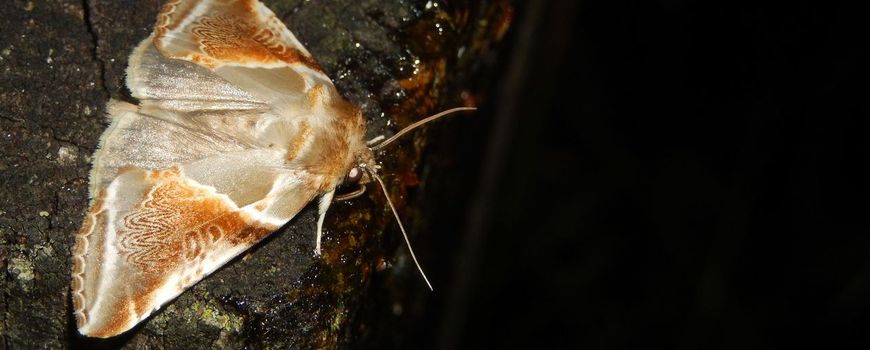 Vangsten en bijvangsten bij het stropen: Stropen of smeren is een manier om nachtvlinders te zien te krijgen, die je normaal in het donker niet ziet. Ze komen af op een erg zoet mengsel van suiker, stroop en allerlei toevoegingen, die je in kleine… dlvr.it/TM7rbW