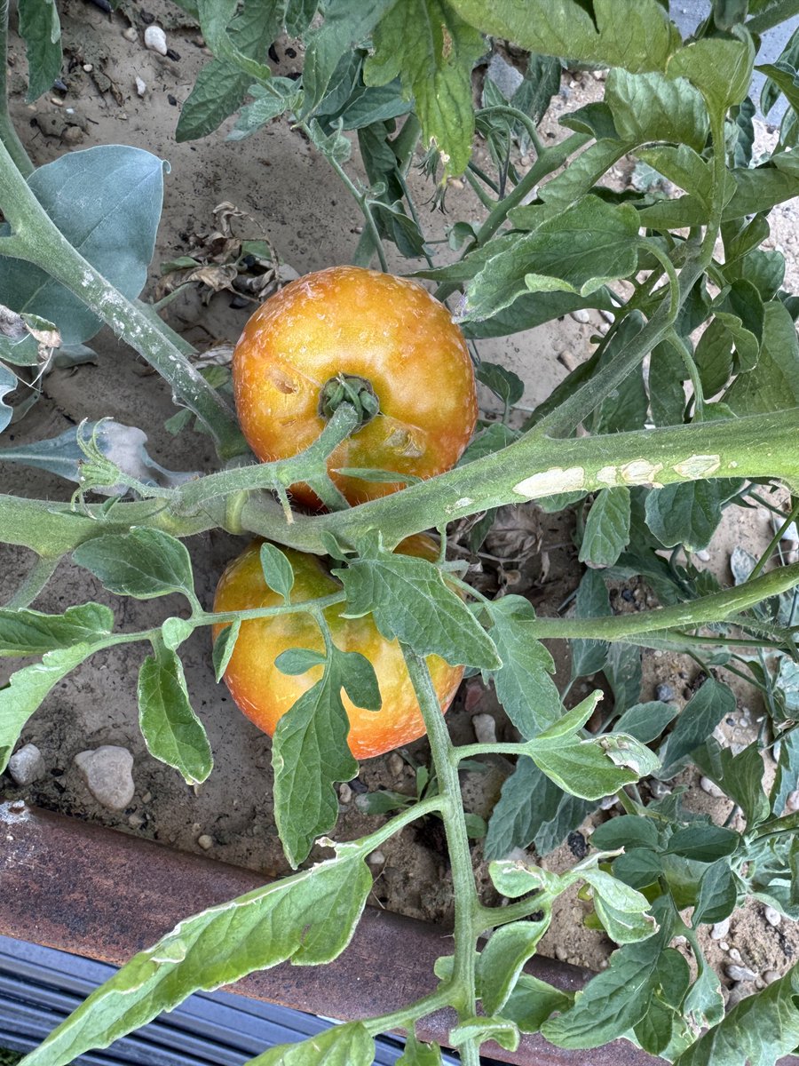 nekerox's tweet photo. Estos 🍅🍅🍅casi están a punto https://t.co/dnyvHxsvi7
