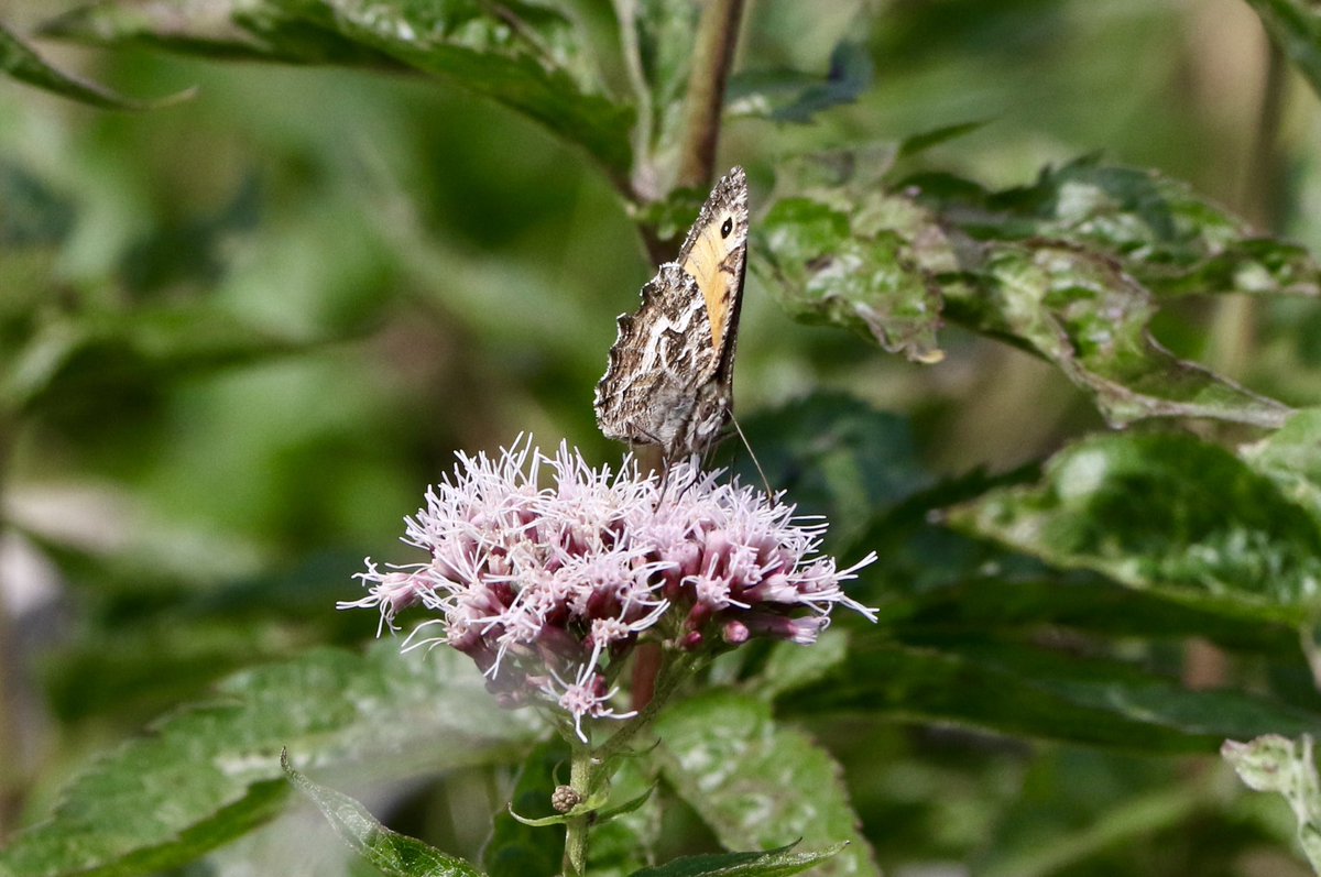 marcbuzzard's tweet image. Some superb Butterflies while out exploring the Scottish Highlands. This Northern Brown Argus (spp. artaxerxes) has been the highlight so far. Amazing purple sheen on it and look at those white spots! Small Copper, Grayling and Small Heath also pictures here. @OwenPar91687609
