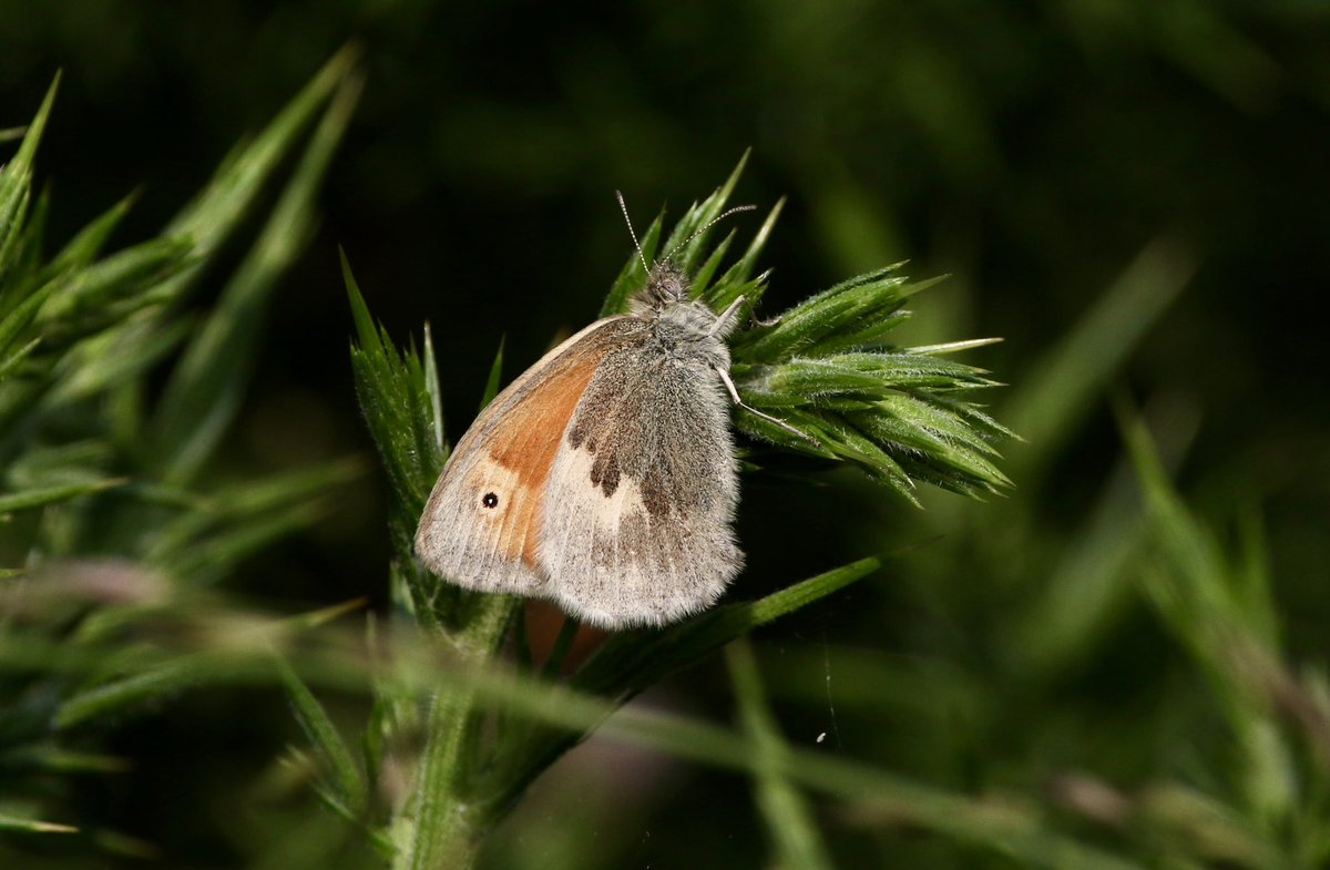 marcbuzzard's tweet image. Some superb Butterflies while out exploring the Scottish Highlands. This Northern Brown Argus (spp. artaxerxes) has been the highlight so far. Amazing purple sheen on it and look at those white spots! Small Copper, Grayling and Small Heath also pictures here. @OwenPar91687609