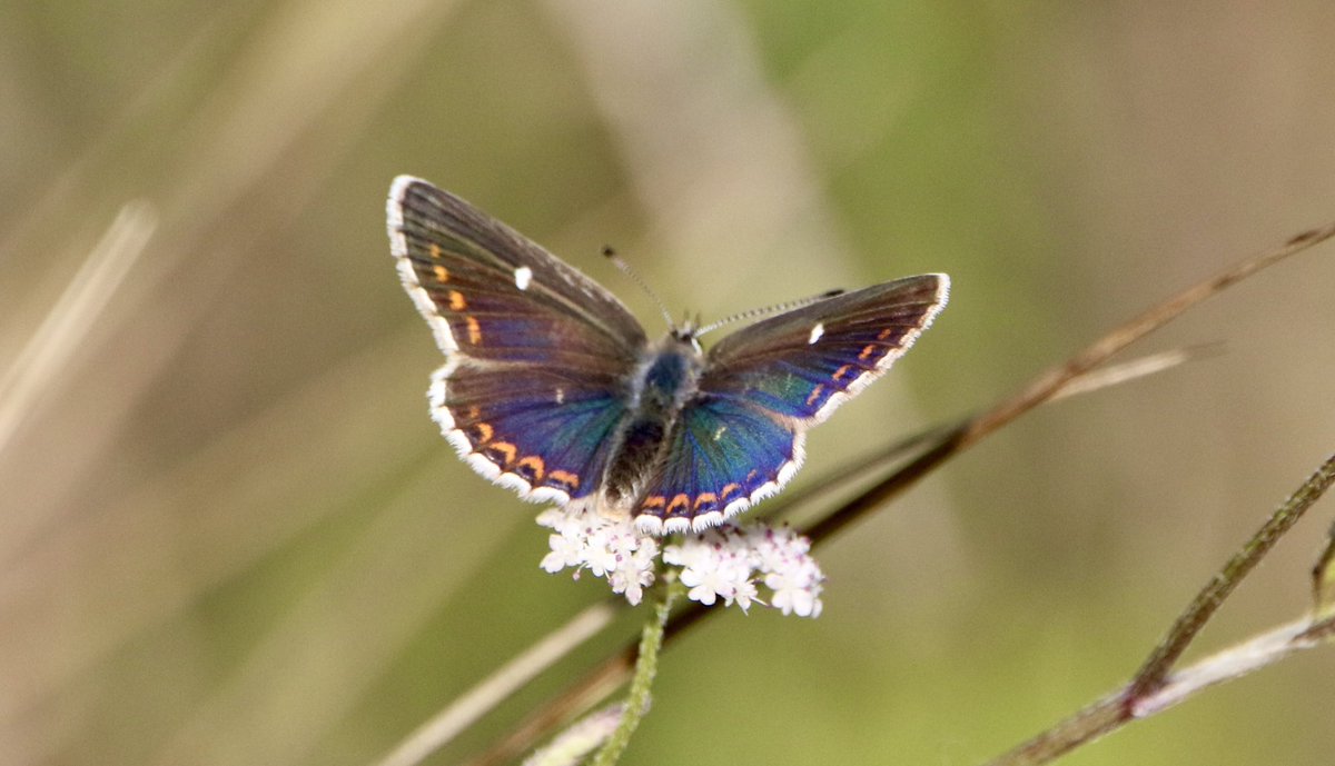 marcbuzzard's tweet image. Some superb Butterflies while out exploring the Scottish Highlands. This Northern Brown Argus (spp. artaxerxes) has been the highlight so far. Amazing purple sheen on it and look at those white spots! Small Copper, Grayling and Small Heath also pictures here. @OwenPar91687609