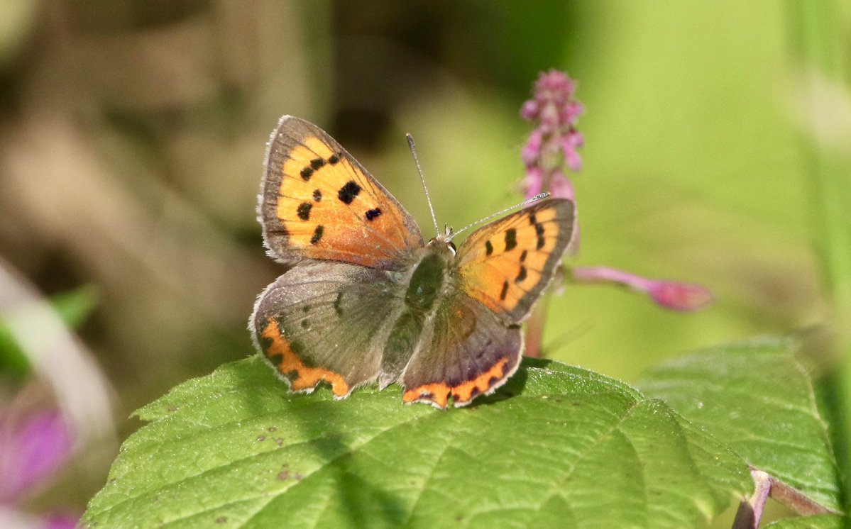 marcbuzzard's tweet image. Some superb Butterflies while out exploring the Scottish Highlands. This Northern Brown Argus (spp. artaxerxes) has been the highlight so far. Amazing purple sheen on it and look at those white spots! Small Copper, Grayling and Small Heath also pictures here. @OwenPar91687609