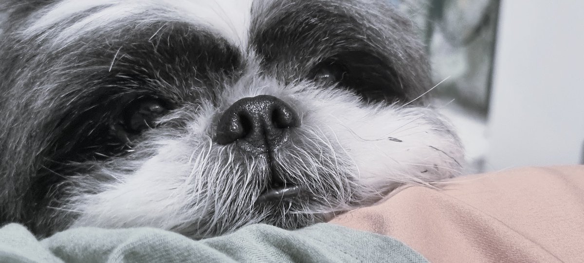 asafeec's tweet image. spock nos deixou ontem. vai fazer uma falta enorme, meu amiguinho. sempre vou te amar