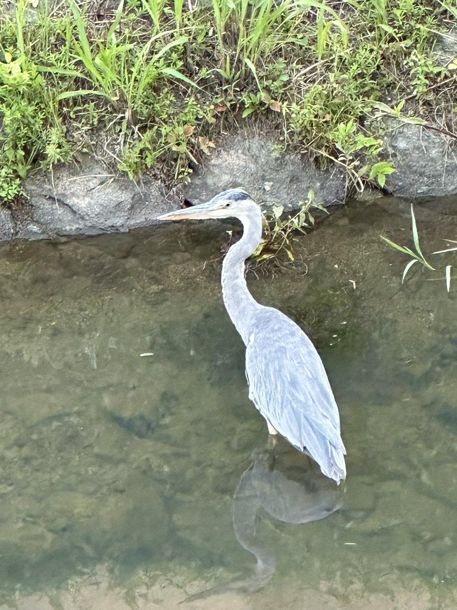 SakuSe3p's tweet image. アオサギ　　「こっち見んな」