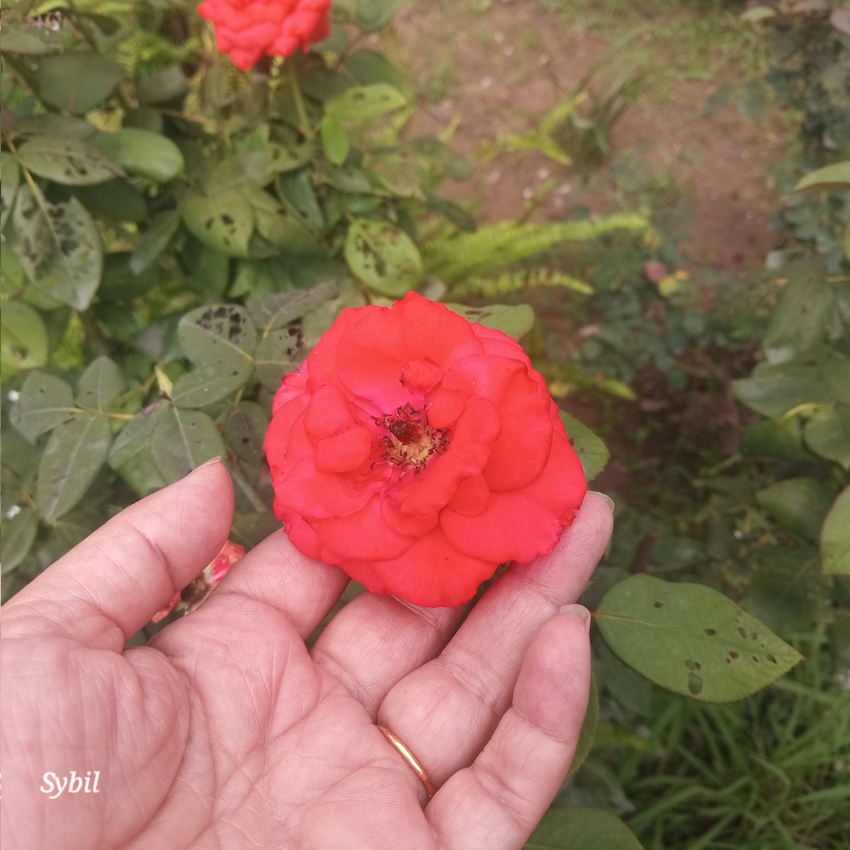 sybil_ahmed's tweet image. Roses find me!