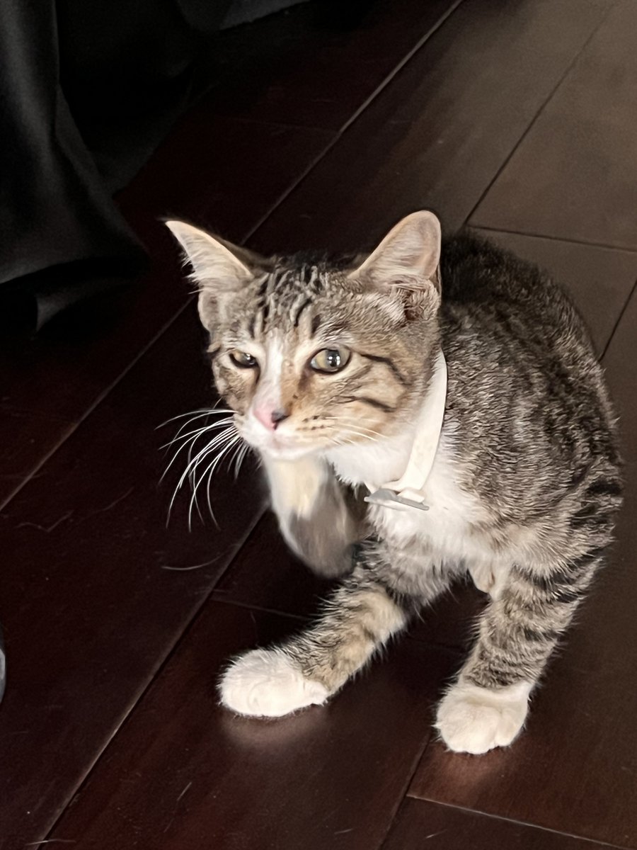 Evanit0's tweet image. Day 2 without my girlfriend.
Got a new cat.
This is not me spiraling, stop asking questions.