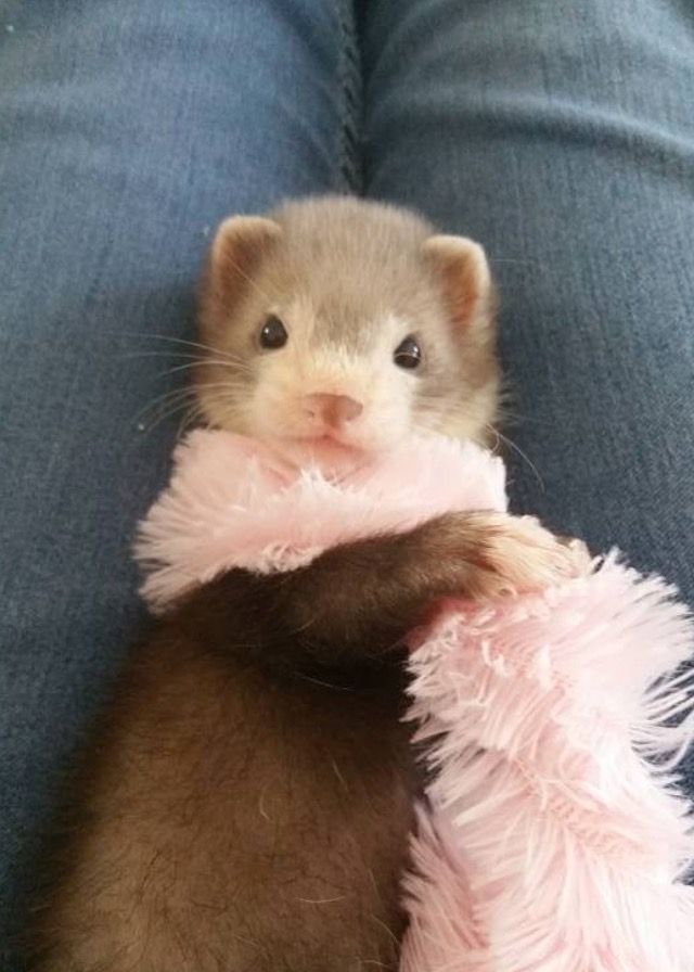 FerretPerHour's tweet image. 