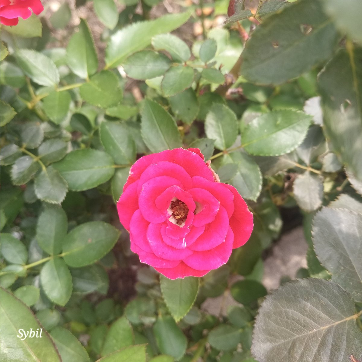 sybil_ahmed's tweet image. Roses find me!