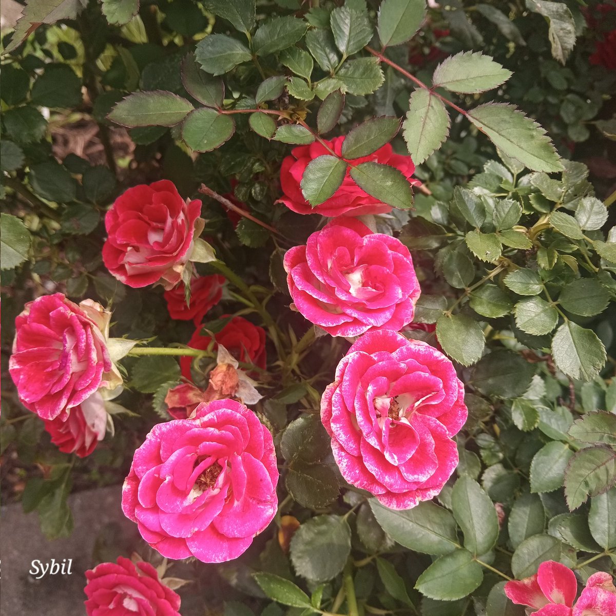 sybil_ahmed's tweet image. Roses find me!