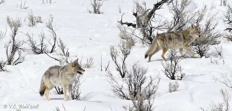 HourlyYote's tweet image. [🔗](api.tinyfox.dev/hourly/yotes/4…)