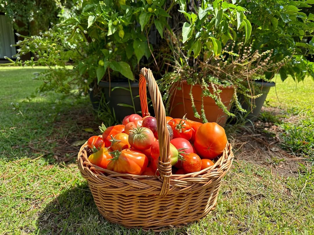 Spain’s tomatoes are elite 🍅✨ Sun-soaked fields and generations of care make every bite bursting with flavor. That’s why Spanish tomatoes are simply unbeatable.🌞

👉 travelspain.info/4nwASzK
📸 @pacocastanares on IG

#VisitSpain #ThinkyouknowSpain #SpainGastronomy