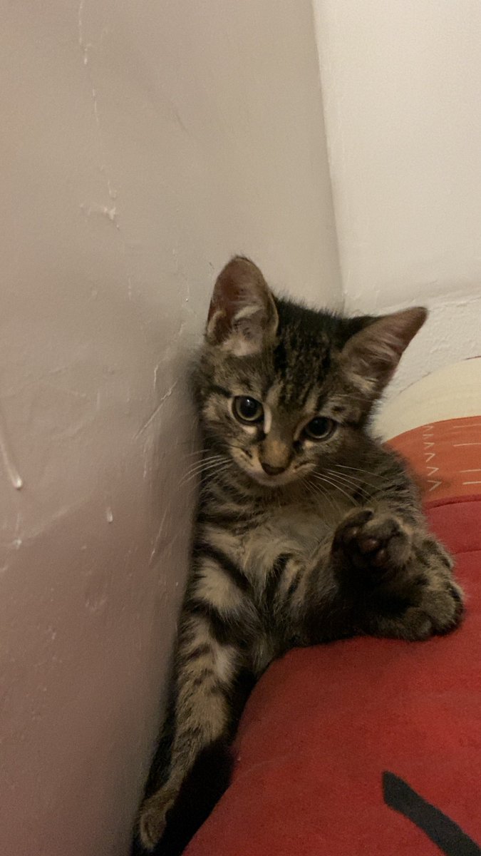 lokimimii's tweet image. la chute du bébé