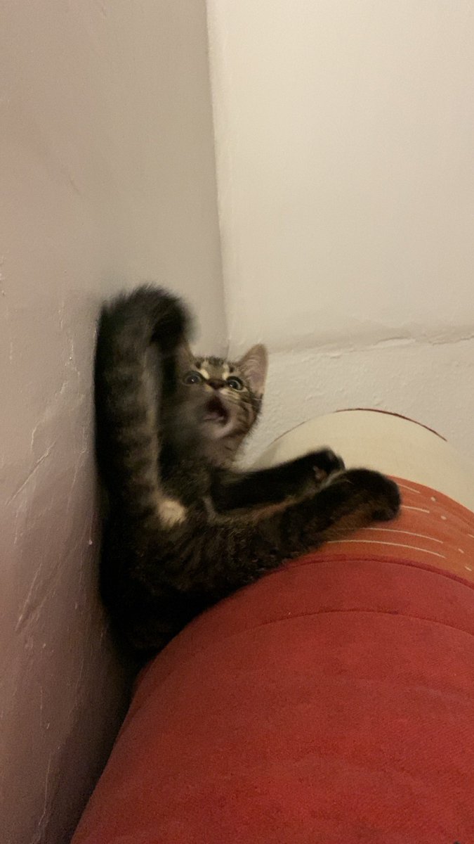 lokimimii's tweet image. la chute du bébé