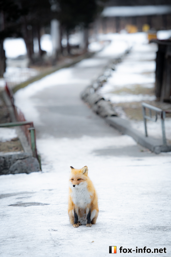 fox_info_net's tweet image. ちょコンと
 #北きつね牧場 fox-info.net/fox-photo/arch…
