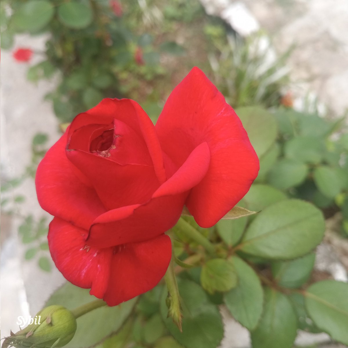 sybil_ahmed's tweet image. سنا ہے اس کے لبوں سے گلاب جلتے ہیں