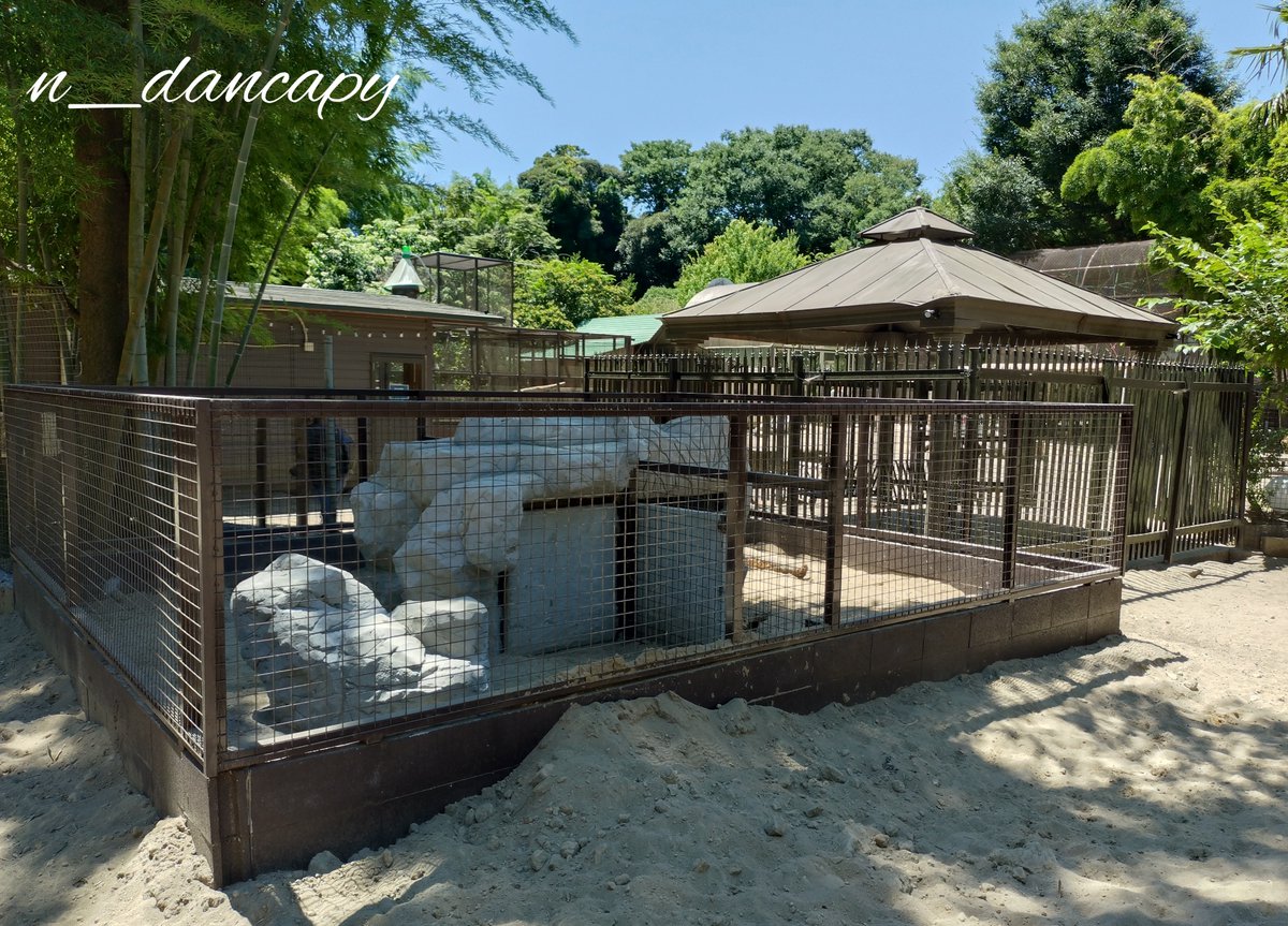 n_dancapy's tweet image. サユリワールドの新ヤマアラシ放飼場。
休憩所(人間用の檻)のすぐ横にあるのでベンチに座ったまま見られる事も!
今は「なたね」しか居ませんが、もう一匹分の展示スペースあり!!
#サユリワールド
#インドタテガミヤマアラシ