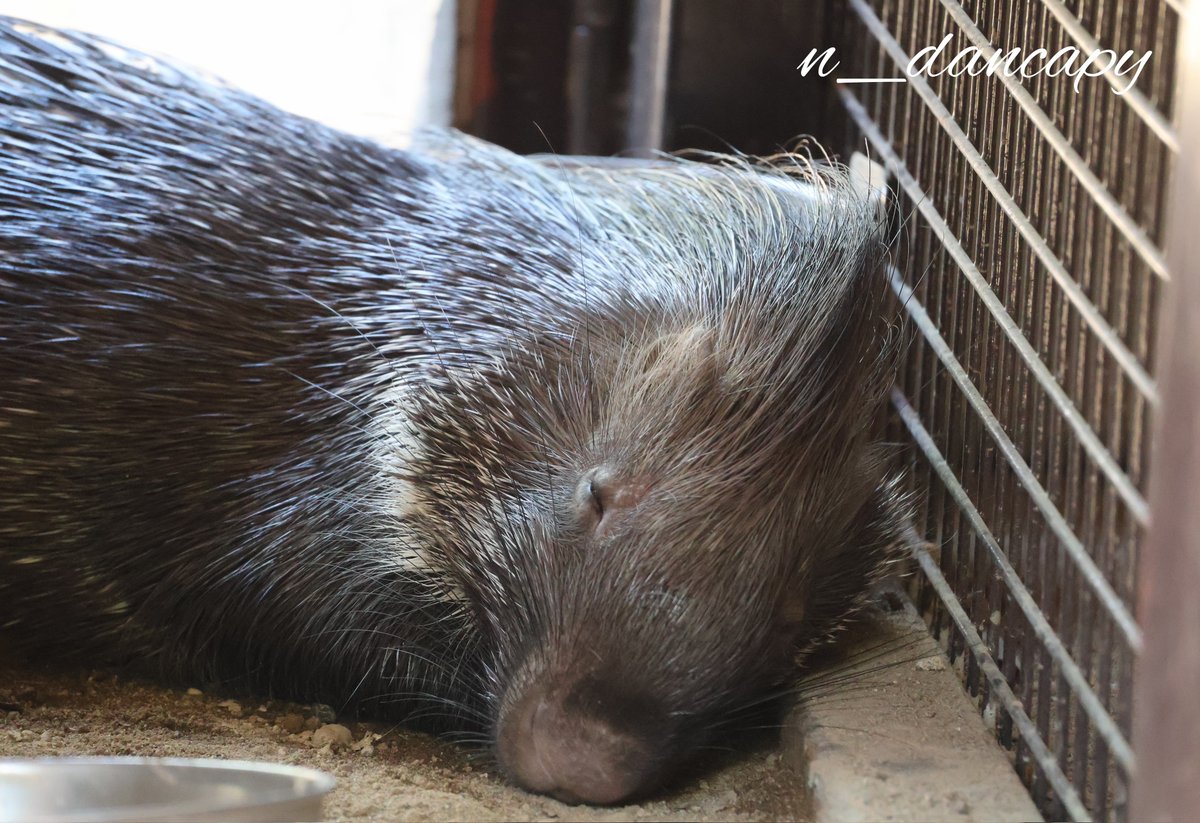 n_dancapy's tweet image. サユリワールドの新ヤマアラシ放飼場。
休憩所(人間用の檻)のすぐ横にあるのでベンチに座ったまま見られる事も!
今は「なたね」しか居ませんが、もう一匹分の展示スペースあり!!
#サユリワールド
#インドタテガミヤマアラシ